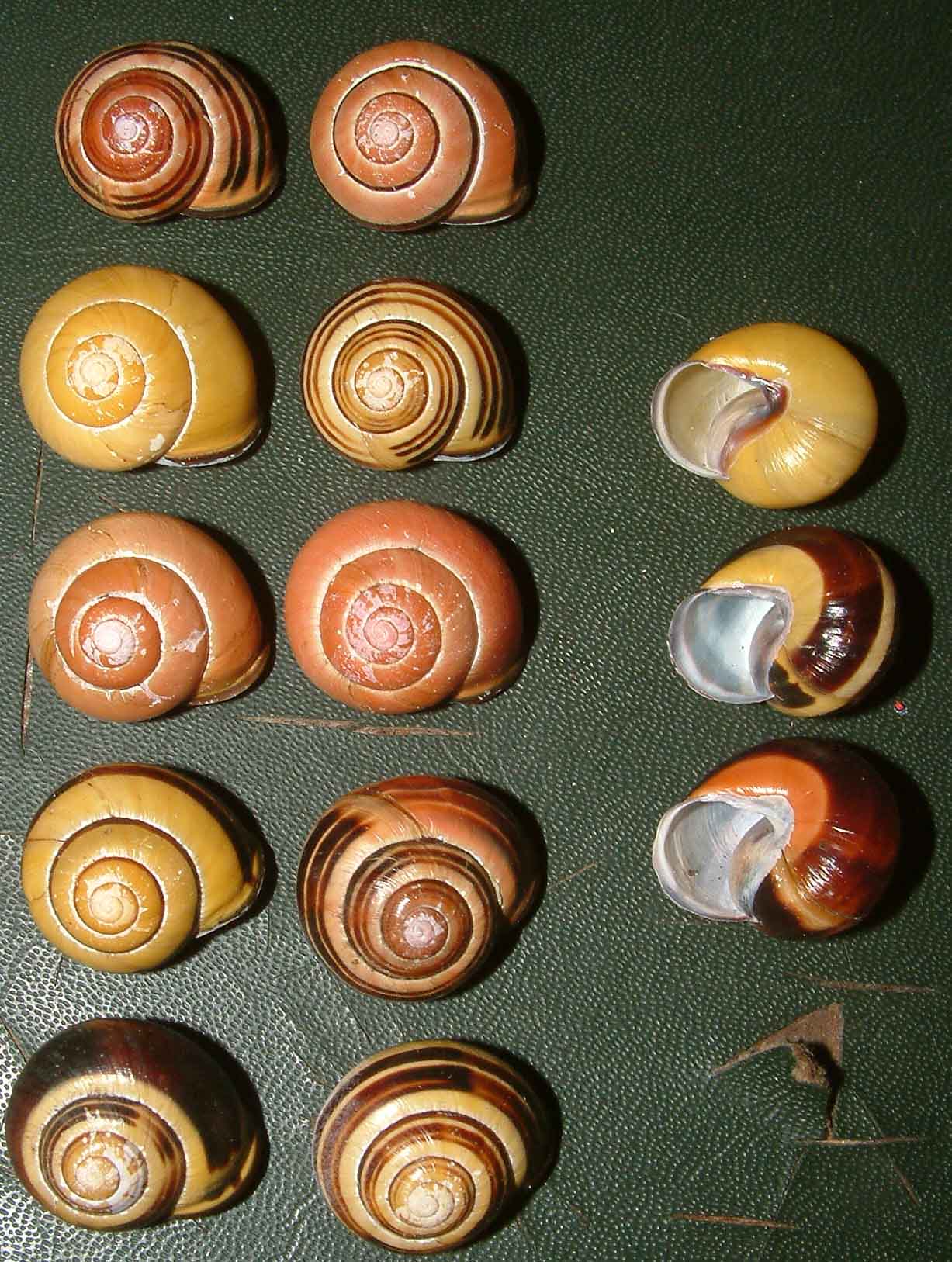 Cepaea (Cepaea) nemoralis (Linnaeus, 1758) dalla Germania